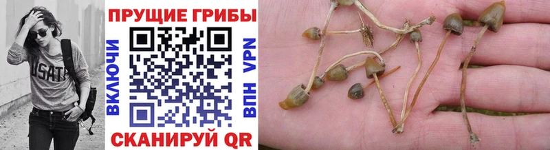 Псилоцибиновые грибы ЛСД  даркнет официальный сайт  Котельнич 